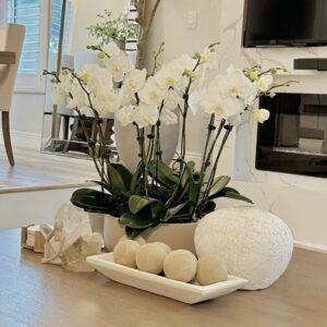 Live Orchids