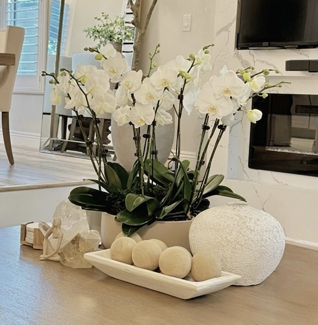 Live Orchids