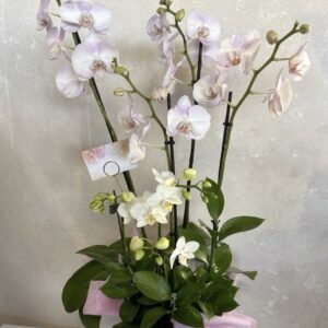 Orchid 135