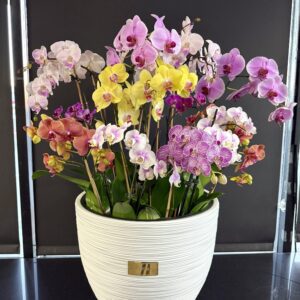 Orchid 650
