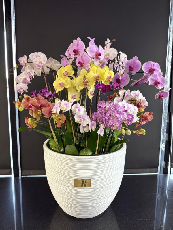 Orchid 650