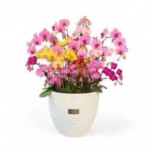 Orchid 600