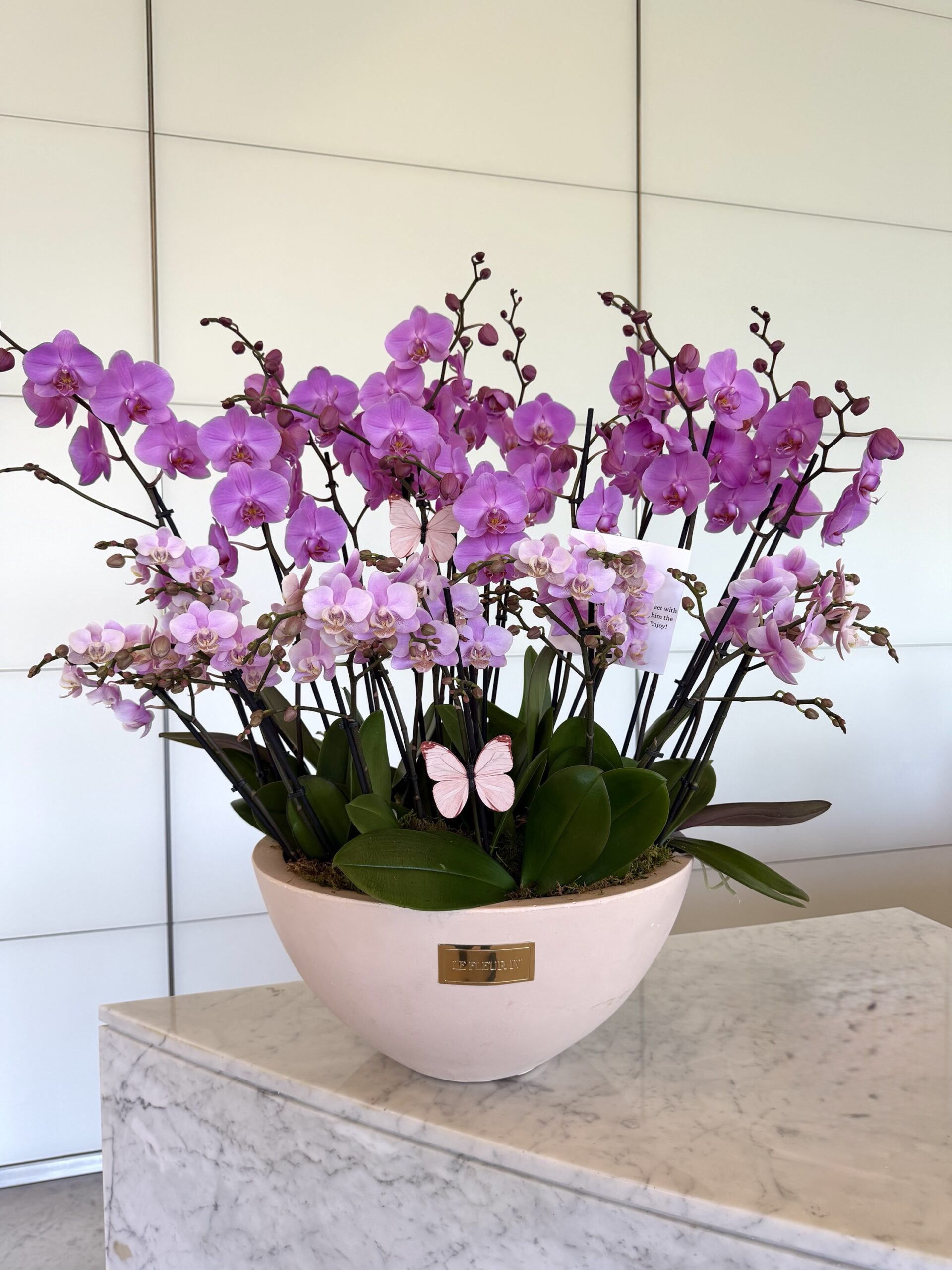 Orchid 650