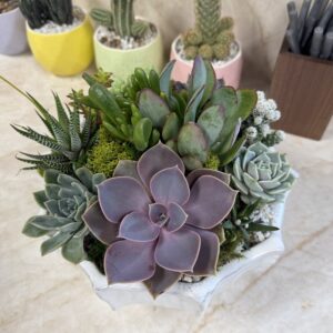 Succulent 135