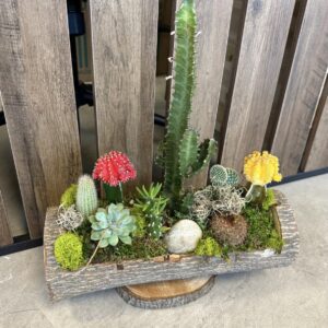 Cactus Succulents 160