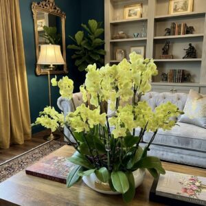 Yellow Orchids 445